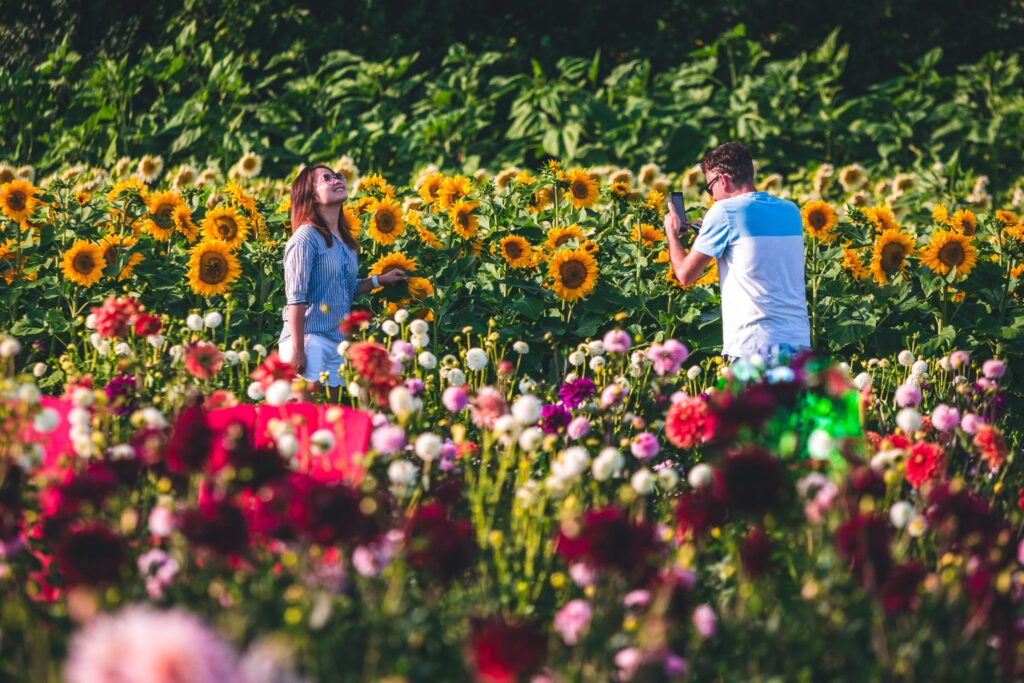 sunflower festival
