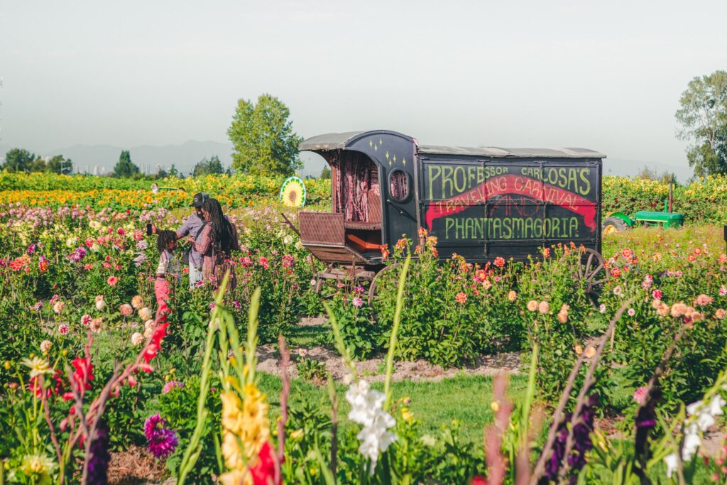 sunflower festival