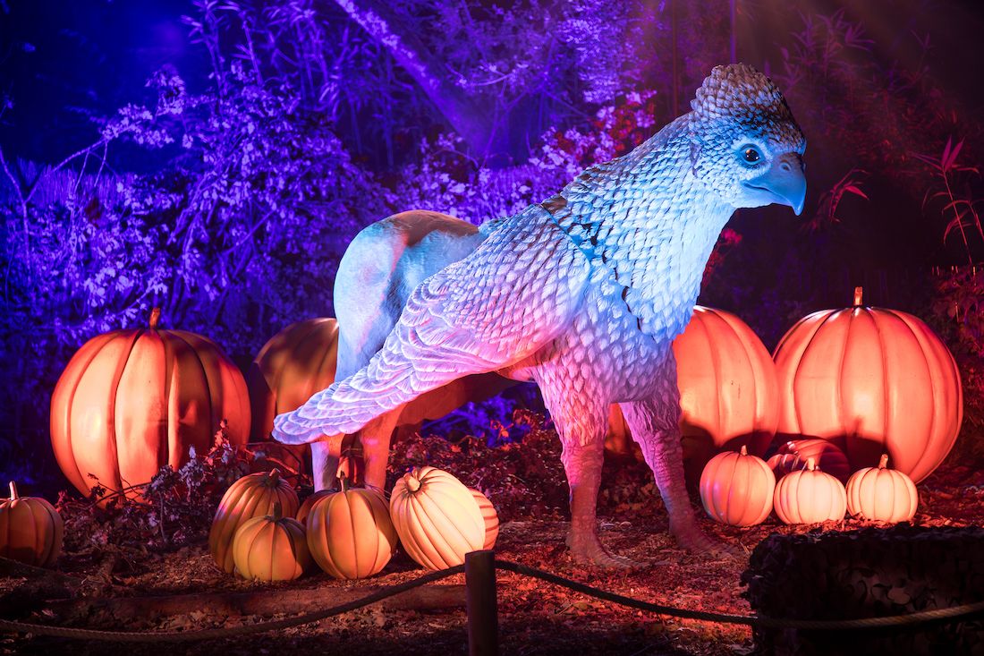 harry potter forbidden forest experience 