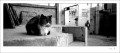 cat.jpg