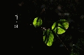 leaves1.jpg