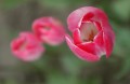 tulips1.jpg