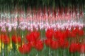 tulips10.jpg