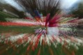 tulips3.jpg