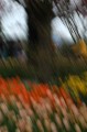 tulips4.jpg