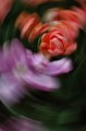 tulips5.jpg