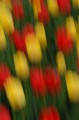 tulips8.jpg