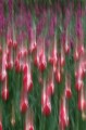 tulips9.jpg