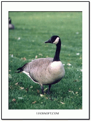 ��һ�¹ۿ�����ͼƬ
 ============== 
���ô��
����2003��š�ʮ�¼�ı��ñȺ���
�ؼ���: Goose Canada