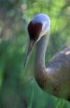 W-BIRDS-002247-s.jpg