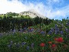 IMG_1821.jpg