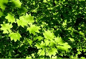 DSC00064.JPG