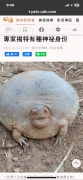 ϴ