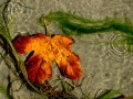 IMG_0367.jpg
