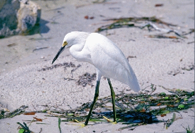 ��һ�¹ۿ�����ͼƬ
 ============== 
Bird...
