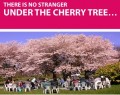 cherry blossom.jpg