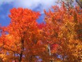 color1.jpg