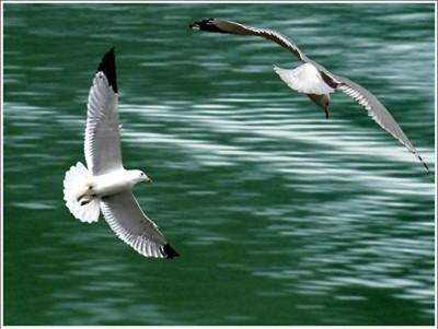 ��һ�¹ۿ�����ͼƬ
 ============== 
ɳŸ�輯,����ˮ��
Burnaby Lake �Ĵ�Ÿ
�ؼ���: ��