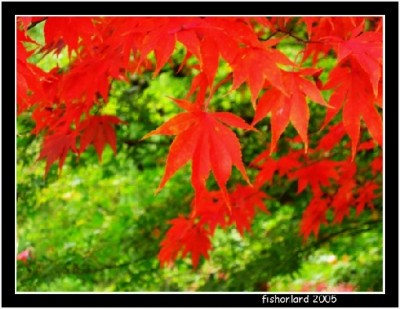 һ¹ۿͼƬ
 ============== 
Butchart Garden in the Fall 5

