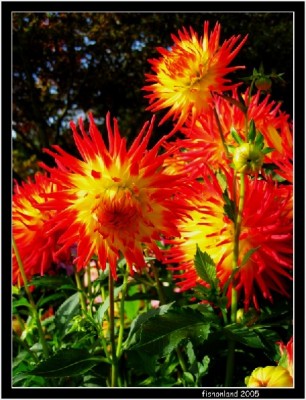 һ¹ۿͼƬ
 ============== 
Butchart Garden in the Fall 8
