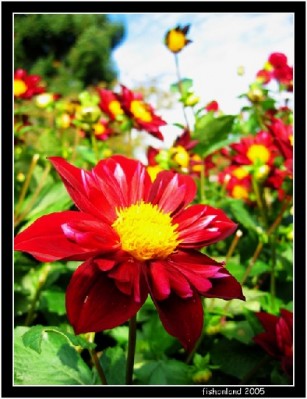 һ¹ۿͼƬ
 ============== 
Butchart Garden in the Fall 9
