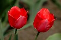DSC_0025 copys.jpg