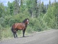horse.jpg
