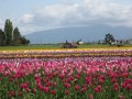 Tulips land 3.jpg