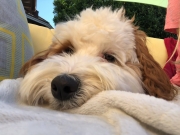 Labradoodle