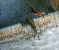 weaver creek
