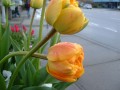 DSCF0083_4.jpg