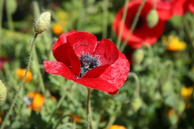 һ¹ۿͼƬ
 ============== 
poppy
 
