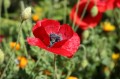 Poppy.jpg