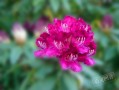 flower2.jpg