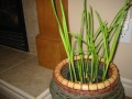 Picture 027.jpg