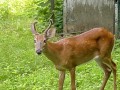 deer_repellent_02.jpg