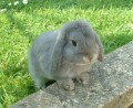 rabbit.jpg