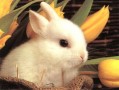 rabbit01.jpg