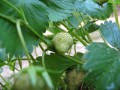 IMG_0004.jpg