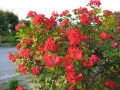 IMG_0111.jpg