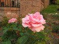 IMG_0128.jpg