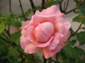 IMG_0131.jpg