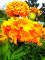 74fb8ffea56b.jpg