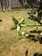 4f707243.jpg