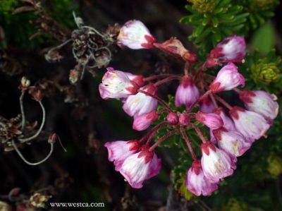 һ¹ۿͼƬ
 ============== 
ȴŭ
7 elk mountain
ؼ:  7   elk mountain