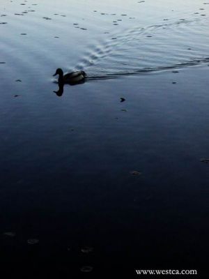 ��һ�¹ۿ�����ͼƬ
 ============== 
��
6������ Deer Lake
�ؼ���: ��  6��  Deer Lake